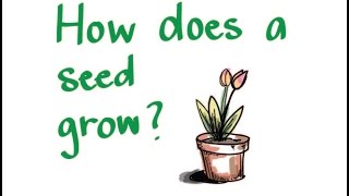 How Does a Seed Grow [upl. by Dichy746]