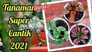 CARA MERAWAT TANAMAN HYPOESTES POLKADOT PLANT  DIJAMIN PAHAM [upl. by Grindlay552]