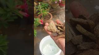 sbse best fertilizer plants ke liyeyoutubeshorts sarso khaligardening care [upl. by Enimzzaj247]