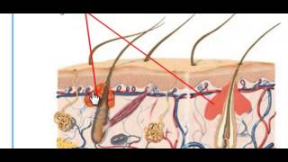 The Human Integumentary System [upl. by Milburn]