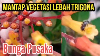 Vegetasi Lebah Trigona Klanceng Bunga Pusaka Mantap trigonaindonesiatv budidayalebah kelulut [upl. by Drolyag789]