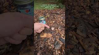 Stinkhorn Egg Witch’s Egg mushroom Kombucha Farm Foraging foraging [upl. by Evanthe611]