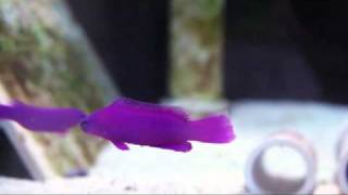 Pseudochromis fridmani  Orchid Dottyback [upl. by Namas]