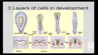 Brain and Behavior  Organization of the Brain and Nervous System [upl. by Durst]