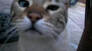 Cat Sniffing  My Cat Sniffing The Camera [upl. by Guerin]