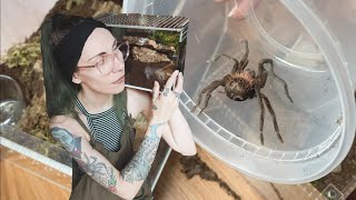 CALMLY rehousing SPICY tarantulas  mystery Cotztetlana X immanis L striatipes [upl. by Novat311]