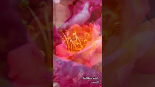 That perigynous flower🩵✨️ photography rose love nature naturelovers natural beautiful [upl. by Pearlman]