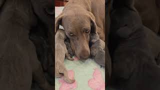 Our Weimaraner Gerda had 5 puppies [upl. by Ocer]