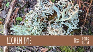 HOW TO MAKE NATURAL DYE WITH LICHEN  ORGANIC COLOR  PINK BURGUNDY MAGENTA  OAKMOSS  AMMONIA VAT [upl. by Ynavoeg142]