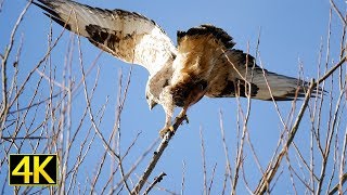 Buzzards vs Goshawk in Slowmotion 4k GH5 [upl. by Starla]