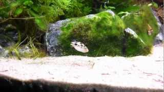 Aquarium Puffer Freshwater sole  Achirus Achirus crystal red shrimp Rasbora Galaxy [upl. by Barri]