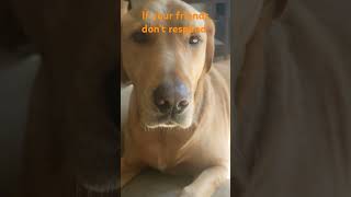 this is a 3 second song dog cute puppy [upl. by Klotz540]