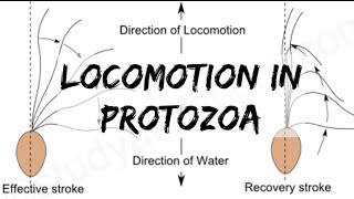 Biology  Phylum Protozoa  Locomotion in Protozoa [upl. by Alben]