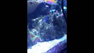 Lawnmower Blenny eating BryopsisDerbesia Algae [upl. by Sedicla]