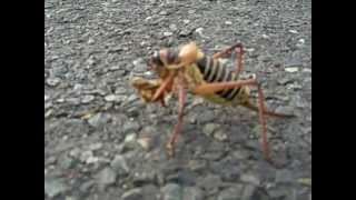 strange insect on a road [upl. by Laram]