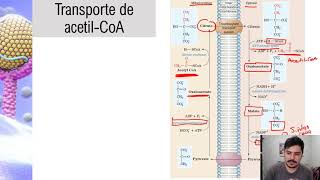 Metabolismo de Lípidos Biosíntesis de ácidos grasos glicerofosfolípidos y triglicéridos [upl. by Uamak]