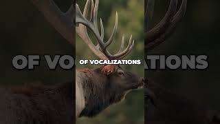 Exploring Wapiti Majestic Facts About North American Elk  Wildlife Shorts [upl. by Eiltan293]