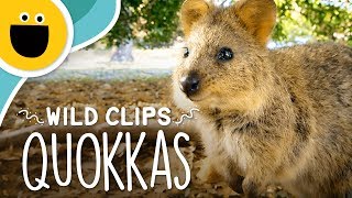 Happy Quokka Smile  Wild Clips Sesame Studios [upl. by Anirehc]