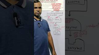 Mechanism of enzyme catalyst l Tala chabi mechanism [upl. by Leclair]