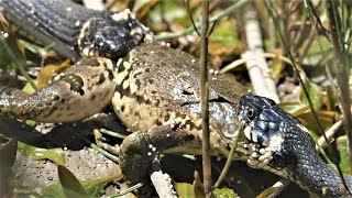 Frog tries to escape two grass snakes  Frosch versucht zwei Ringelnattern zu entkommen [upl. by Standford602]