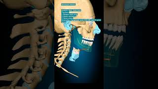 Geniohyoid Muscle humananatomy humanbody humanbody skullanatomy [upl. by Ahsienat]