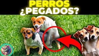 😨¿PERROS QUEDAN PEGADOS 😨 ¿Por que [upl. by Alauqahs]