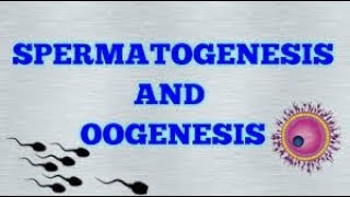 Gametogenesis  spermatogenesis  oogenesis [upl. by Lyns]