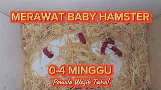 Hamster ku Melahirkan Ini Tips Merawat Bayi Hamster yang Baru Lahir Hingga 1 Bulan  PETERNAK MINI [upl. by Naloj626]