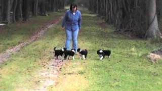 Border Collie Puppies 6 weeks old quotstop and goquot [upl. by Forster887]