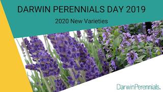 2020 NewVarieties from DarwinPerennials [upl. by Reina249]