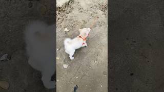 Cute and can’t be tamed🥹💕doglover dogshorts viralshort kesariya arijitsingh song [upl. by Ligriv291]