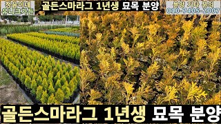 서양 황금측백 골든스마라그 묘목 분양 전국 택배가능 010 7405 2007 [upl. by Adnauqahs]