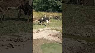 Besties  cows and donkeys donkeyhavingfun cowhavingfun playtime music farmanimals [upl. by Jepson]