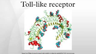 Tolllike receptor [upl. by Nalor248]