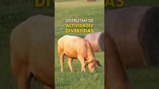 ¿Sabías que las vacas también buscan cariño como cualquier otro animal de compañía [upl. by Lindy177]