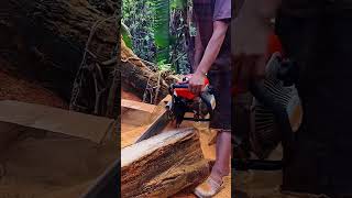 KAYU ULIN KALIMANTAN PALING ANTIK kayu woodworking kayubesar wood chainsaw [upl. by Sidnak]