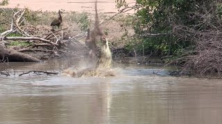 Jaws of the Wild Crocodile Flips Impala at Kruger National Park [upl. by Ralyat]