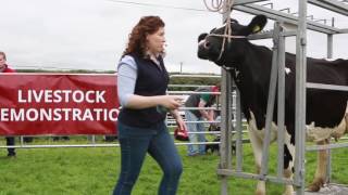 Tullamore show demo preparing a dairy cow for showing [upl. by Etteiram]