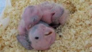 Baby White Bellied Caique Parrots [upl. by Otaner]