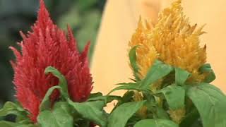 Celosia Plant Care [upl. by Thomson]