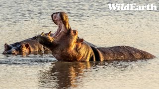 WildEarth  Sunset Safari  21 March 2024 [upl. by Dranyer]