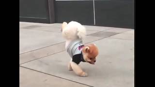 Jiffpom does a handstand [upl. by Grethel]