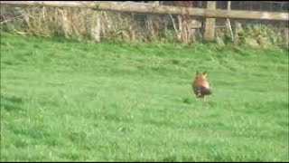 The Ledbury Hunt hounds and terriermen December 2015 [upl. by Enaitsirhc287]