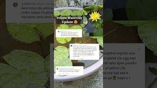 Grow Waterlily at Home PART1 🪷 terracegarden shorts trending [upl. by Ajak]