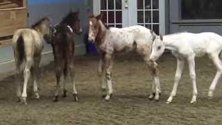 Gentling quotorphanquot nurse foals with Reach Out to Horses training methodologies [upl. by Tamas]