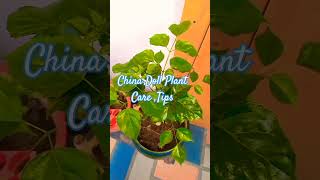 China Doll Plant Care Tips Radermachera SinicaMeenakshi House Garden [upl. by Anirdnaxela602]