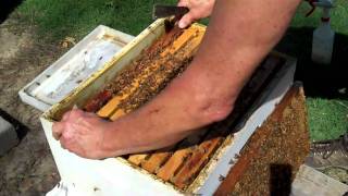 Honeybee Colony ReQueening Part 3 DurhamsBee Farmcom [upl. by Christophe]