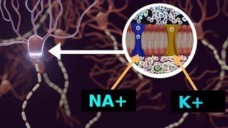 Aktionspotential und Ruhepotential  Nervenimpuls [upl. by Nomael663]