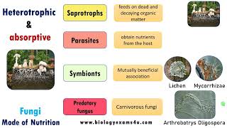 Mode of Nutrition in Fungi Saprophytic Parasitic Symbiotic and Predatory biologyexams4u fungi [upl. by Lune]