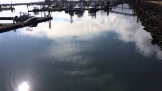 Experience Westport  Marina Steelhead [upl. by Peih]